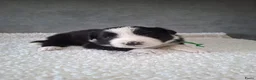 Border Collie honden te koop: Liefdevol gefokte Border Collie pups (FCI/LOSH) - Advertentie 4