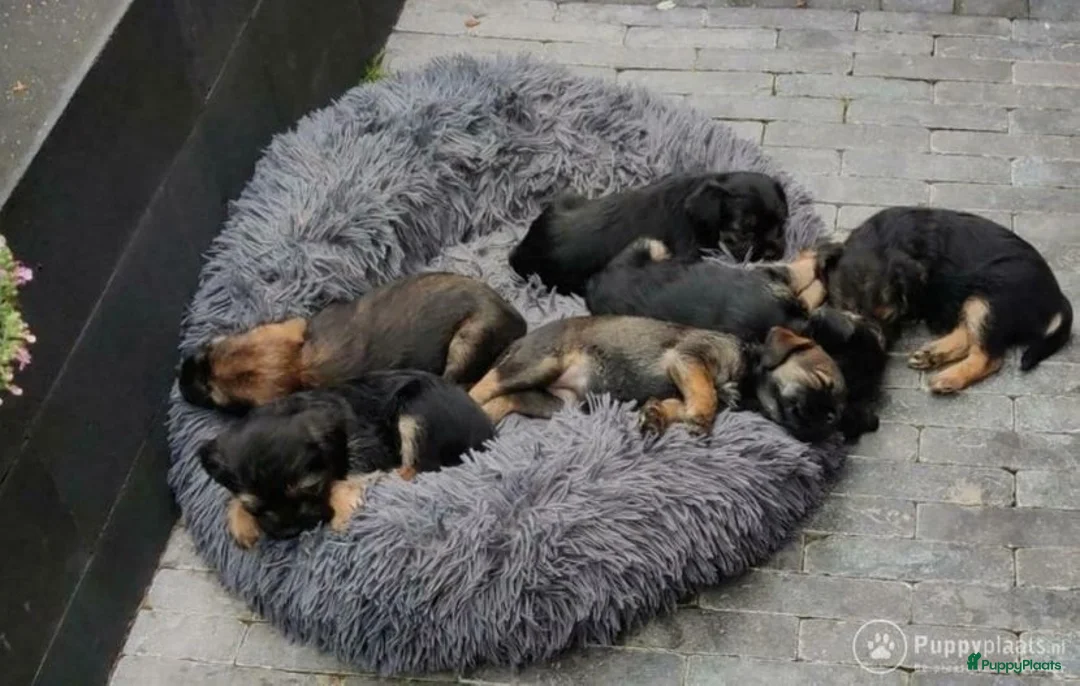 Border Terriër honden ter dekking: Border Terrier Dekreu!  06 41290018 in Losser - Advertentie 9