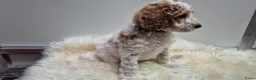 Cockapoo honden te koop: Cockapoo teefje en reutje - Advertentie 8