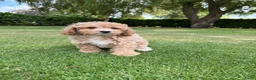 Maltipoo honden te koop: Maltipoo (Maltezer x Poedel) pups - Advertentie 21