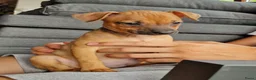 Dwergpinscher honden te koop: Dwergpinschers pups te koop - Advertentie 3