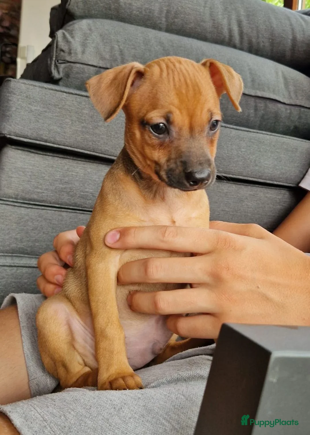 Dwergpinscher honden te koop: Dwergpinschers pups te koop - Advertentie 2