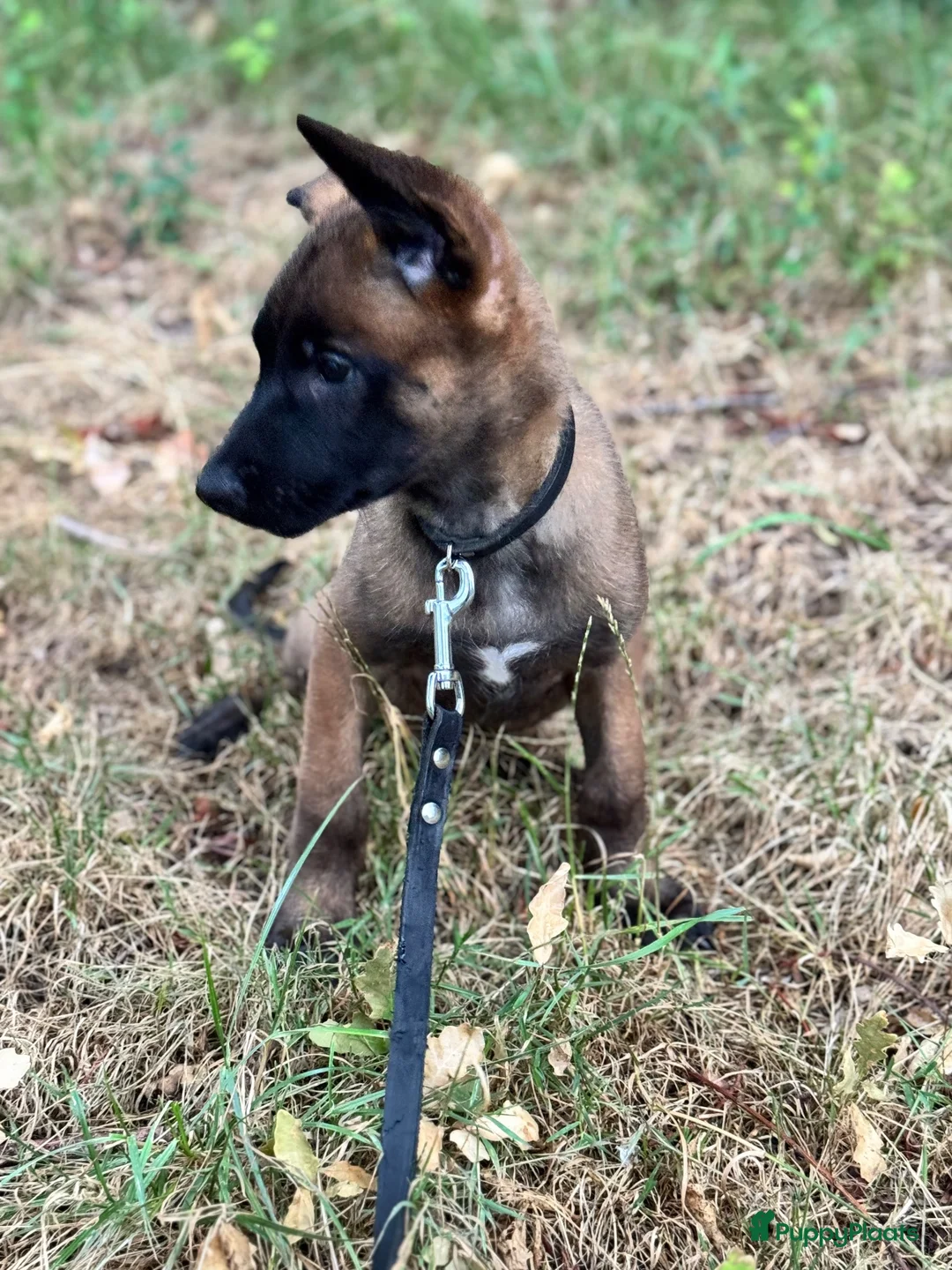 Mechelse Herder honden te koop: Mechelse herder puppy knpv in Scherpenzeel - Advertentie 2