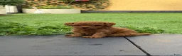 Poedel Toy honden te koop: 5 prachtige toy poedel reutjes  - Advertentie 6
