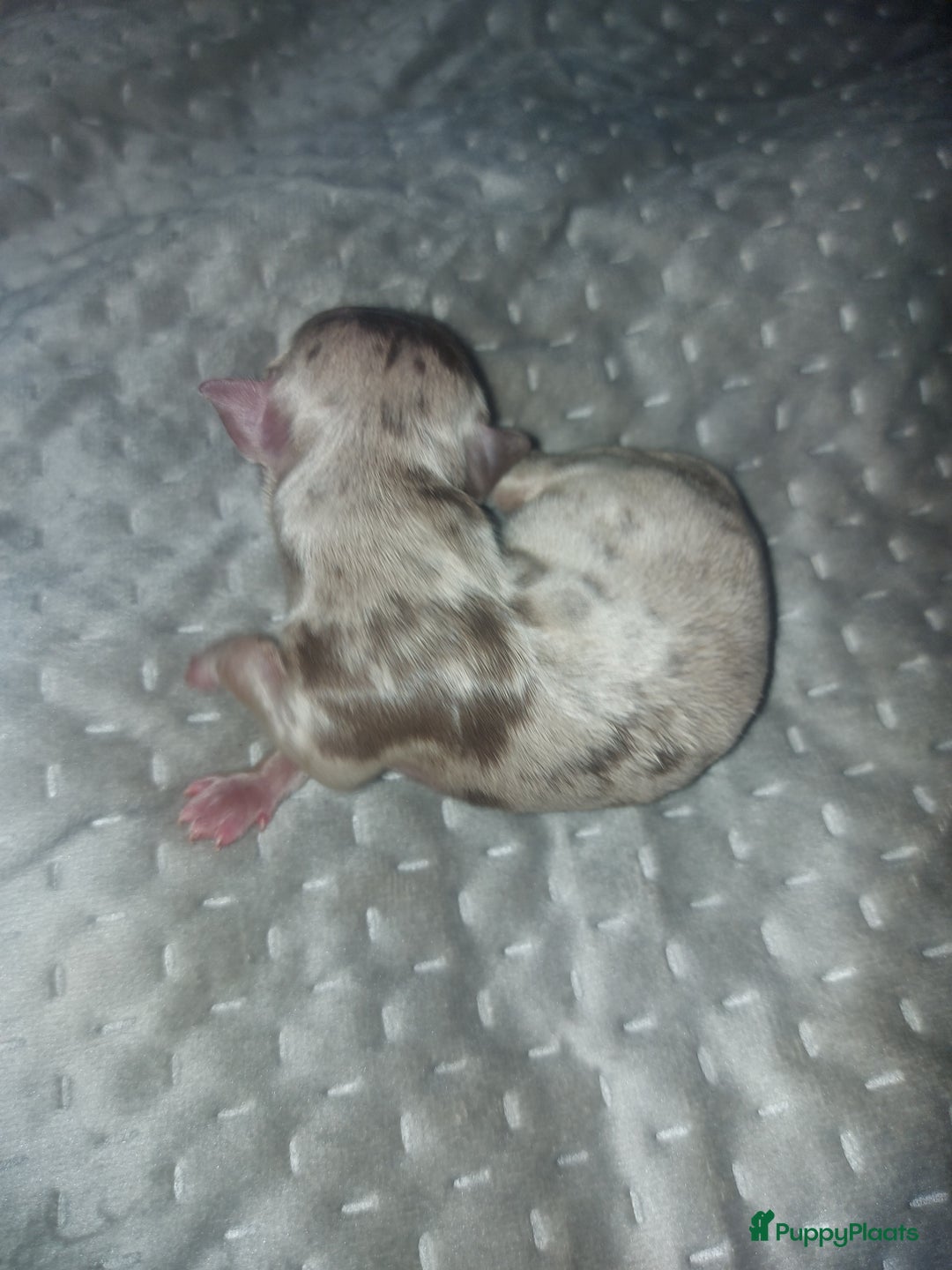 Chihuahua honden te koop: Prachtige pupjes - Advertentie 3