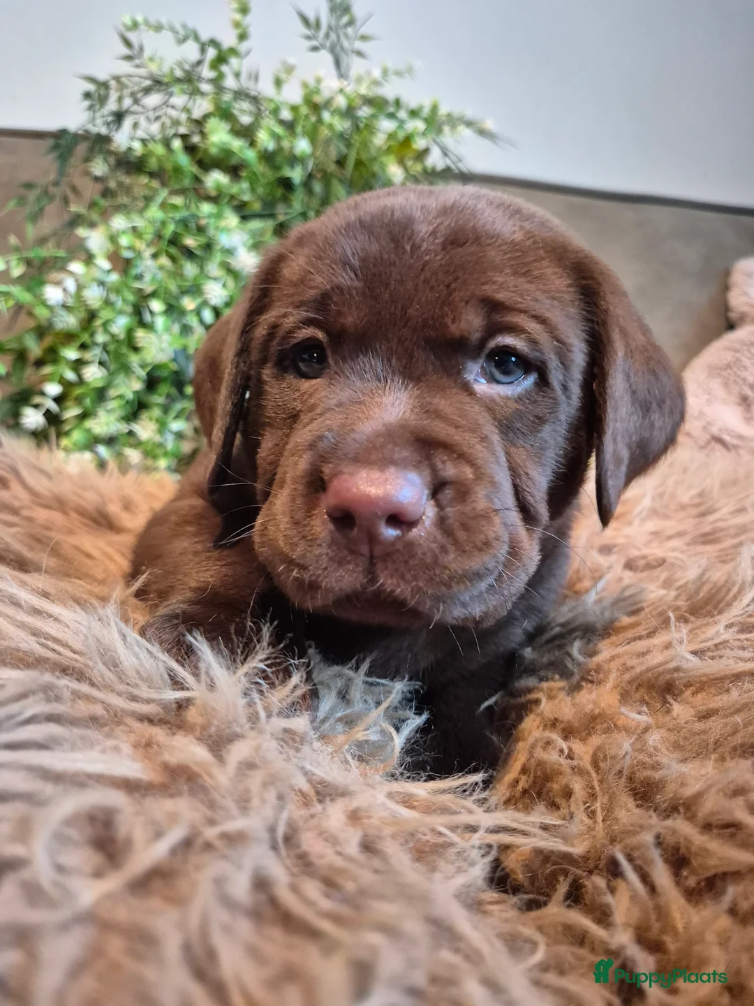 Labrador Retriever honden te koop: Labrador Retriever pups met stamboom  - Advertentie 3