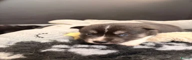 Pomsky 5 - Kiwi