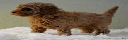 Poedel Toy honden te koop: Te koop Toy poedel pups met FCI stamboom - Advertentie 4