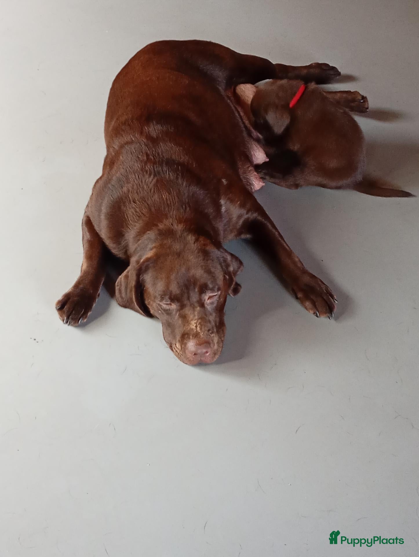 Labrador Retriever honden Prachtig bruine labrador puppys  - Advertentie 3