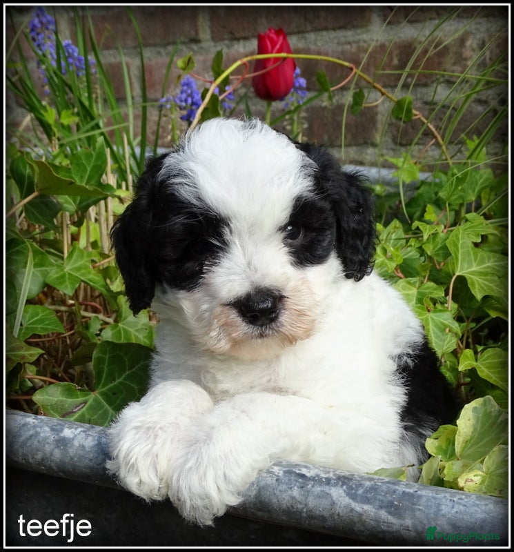 Kruising honden Boompoo pup  Boomer x Poedel REMY - Advertentie 13