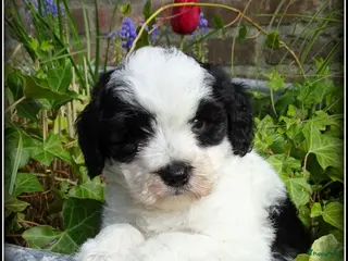 Kruising honden Boompoo pup Boomer x Poedel REMY - Advertentie 13
