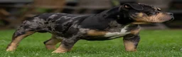 Amerikaanse Bully honden ter dekking: American Bully pocket dekreu  - Advertentie 4