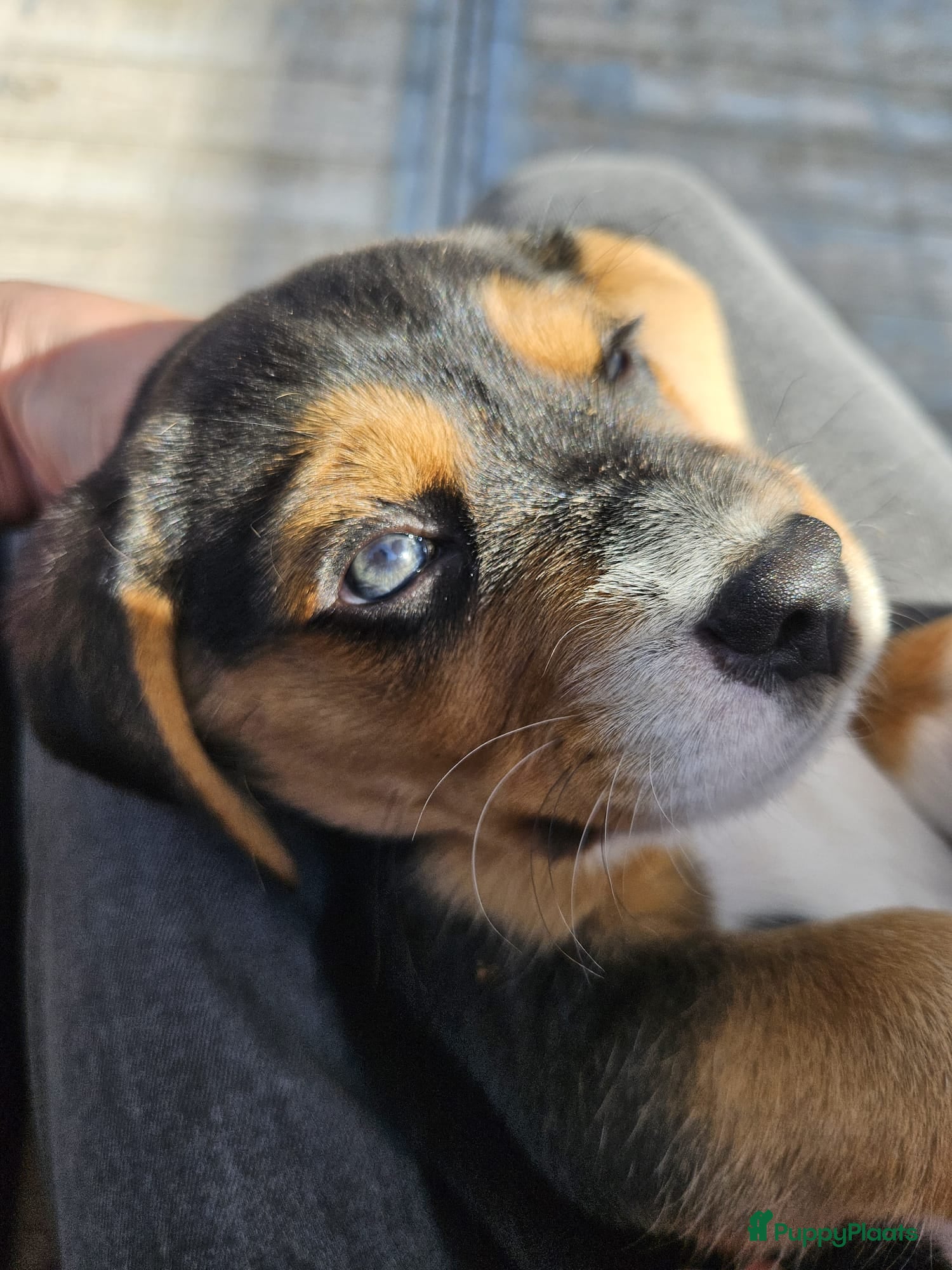 Beagle honden Prachtige raszuivere Beagle pups - Advertentie 1