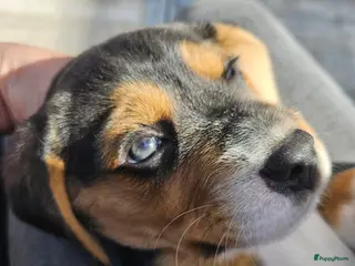 Beagle honden Prachtige raszuivere Beagle pups - Advertentie 4