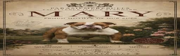 Engelse Bulldog honden te koop: Engelse bulldog puppies - Advertentie 13