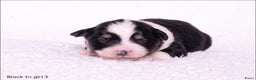 Australian Shepherd honden te koop: Mini Australian shepherd pups (MAS) - Advertentie 7