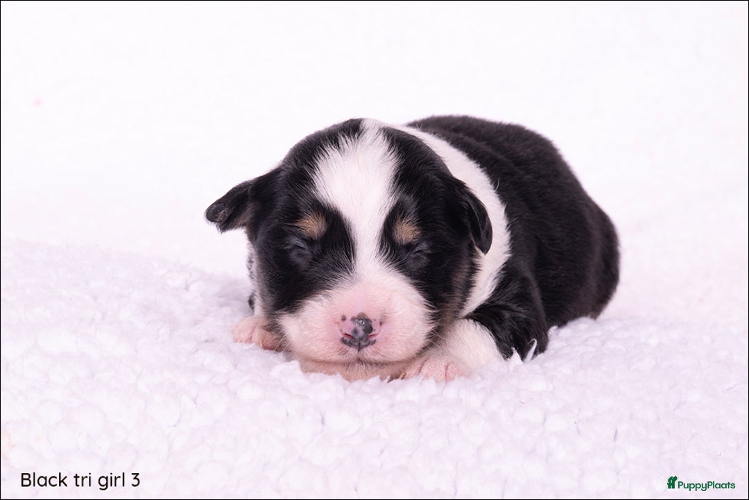 Australian Shepherd honden te koop: Mini Australian shepherd pups (MAS) - Advertentie 7