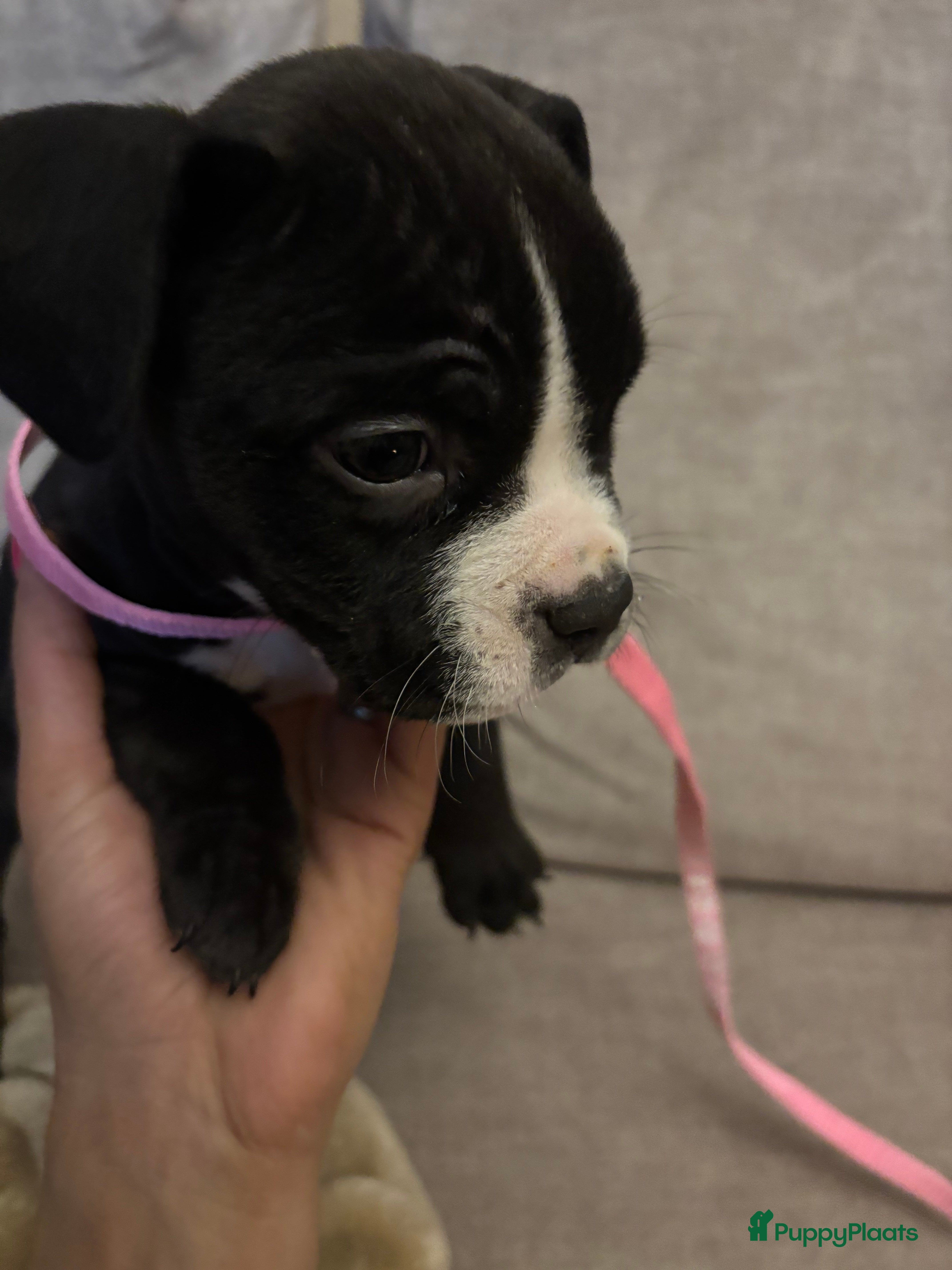 Amerikaanse Bully honden Amerikaanse bully xl - Advertentie 2