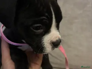 Amerikaanse Bully honden Amerikaanse bully xl - Advertentie 4