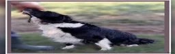 Border Collie honden te koop: Herplaatsing: Prachtig, lief Border Collie pup reu - Advertentie 5