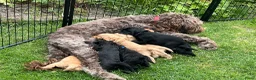 Labradoodle honden te koop: Medium labradoodel in Kwintsheul - Advertentie 11