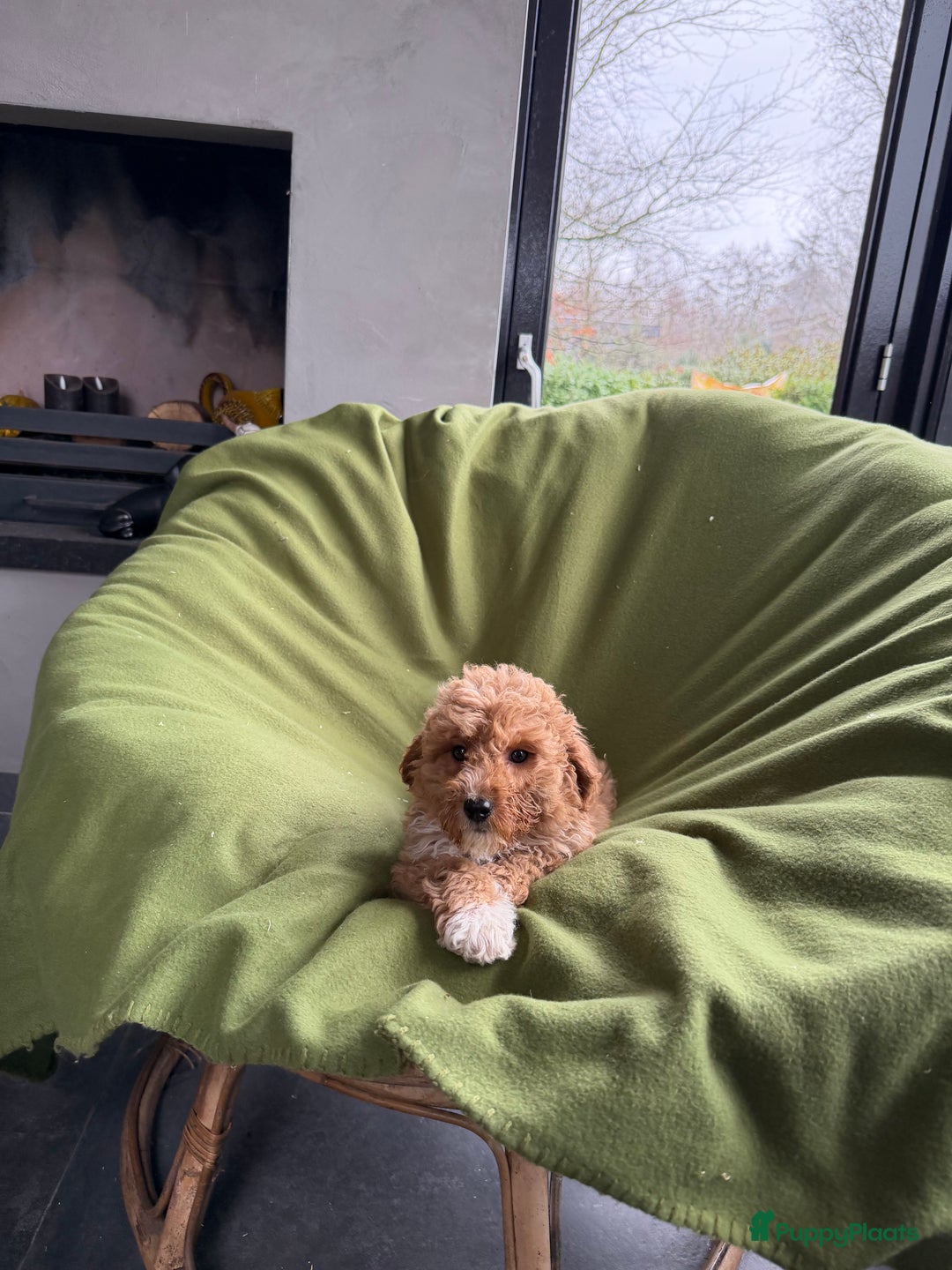 Labradoodle honden te koop: Mini Doodle (Dwergpoedel x Labradoodle) pups - Advertentie 22