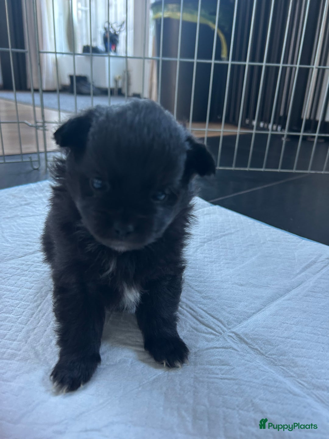 Pomchi honden te koop: Pomchi reutje - Advertentie 33