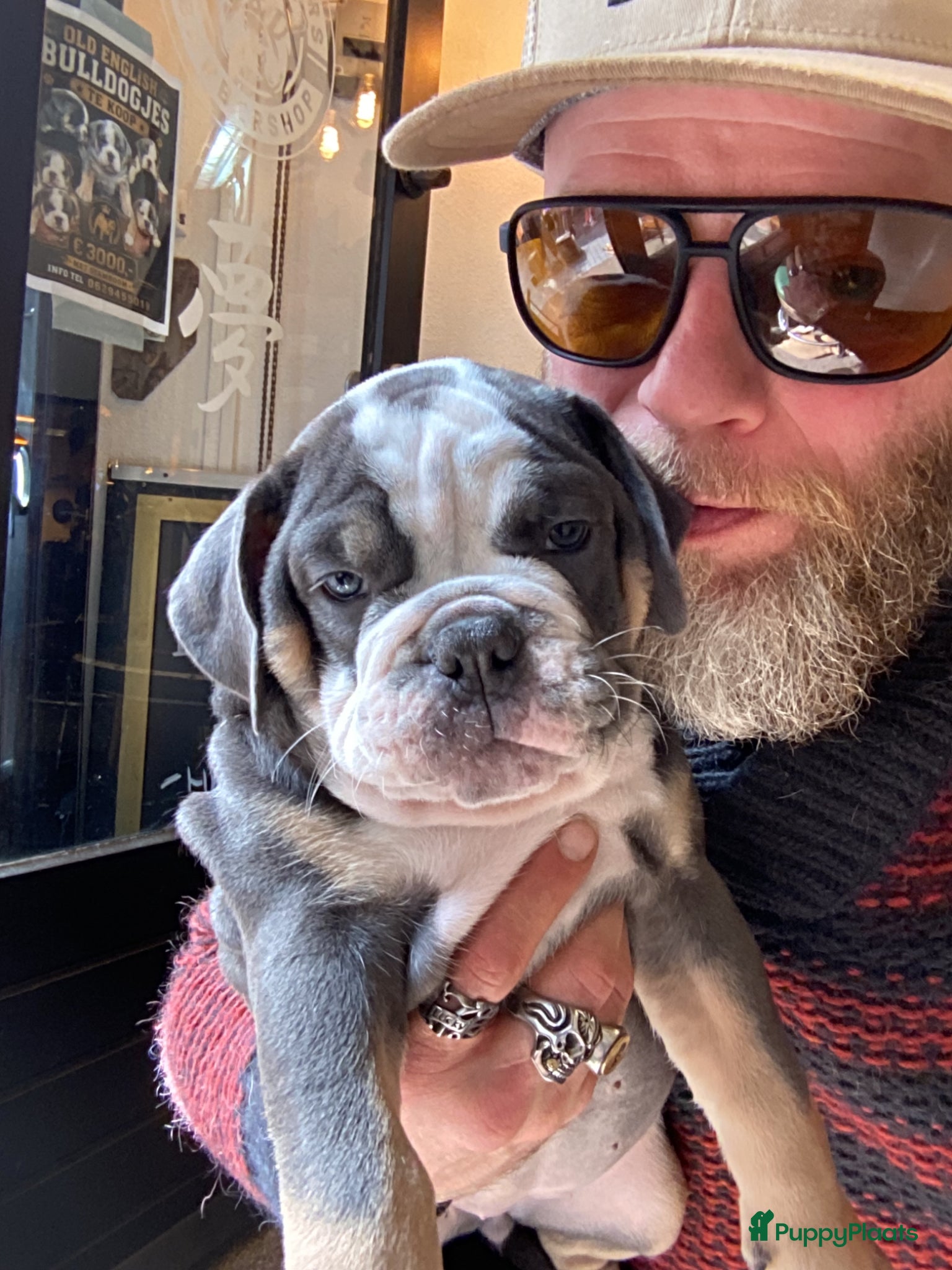 Old English Bulldog honden Prachtige Bulldog puppies - Advertentie 2