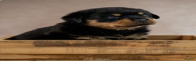 Rottweiler Puppy 9