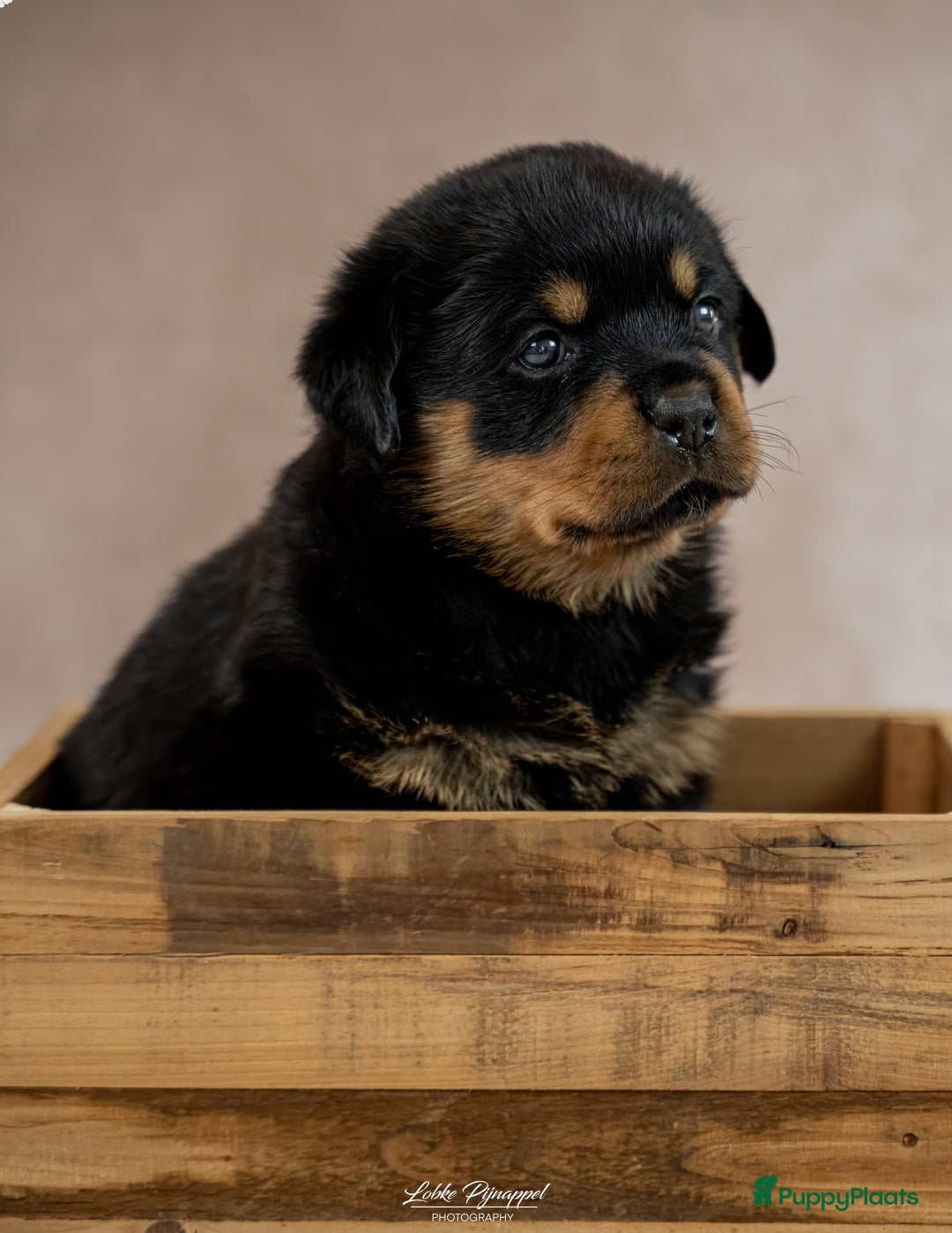 Rottweiler honden te koop: Rottweiler teefjes uit liefdevol nest zoeken - Advertentie 4