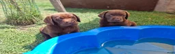 Labrador Retriever honden te koop: Raszuivere bruine labrador pups  - Advertentie 10