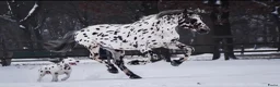 Dalmatiër honden te koop: dalmatiër puppy's zoeken leuk baasje. - Advertentie 18
