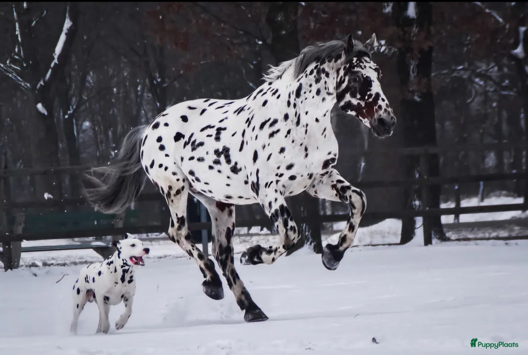 Dalmatiër honden te koop: dalmatiër puppy's zoeken leuk baasje. - Advertentie 18