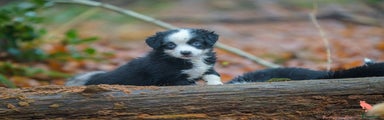 Australian Shepherd Puppy 3
