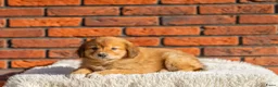 Kruising honden te koop: Super gesocialiseerde Toller x Austrlian shepherd  - Advertentie 10