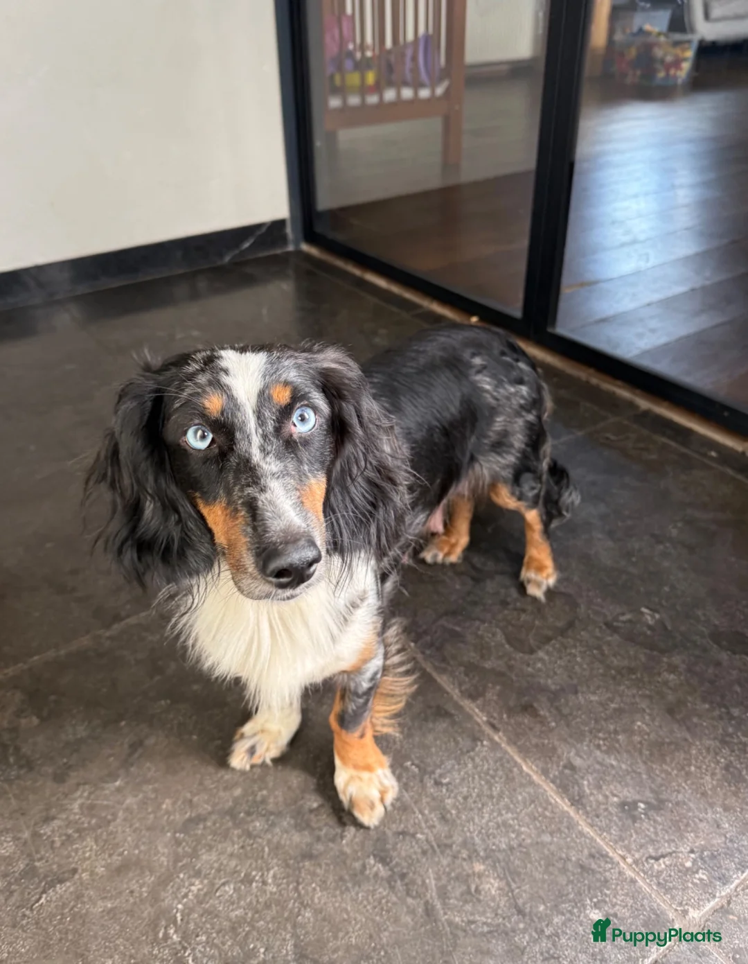 Kruising honden te koop: Teckels pups prachtige kleuren 🖤🤎🤍 - Advertentie 2