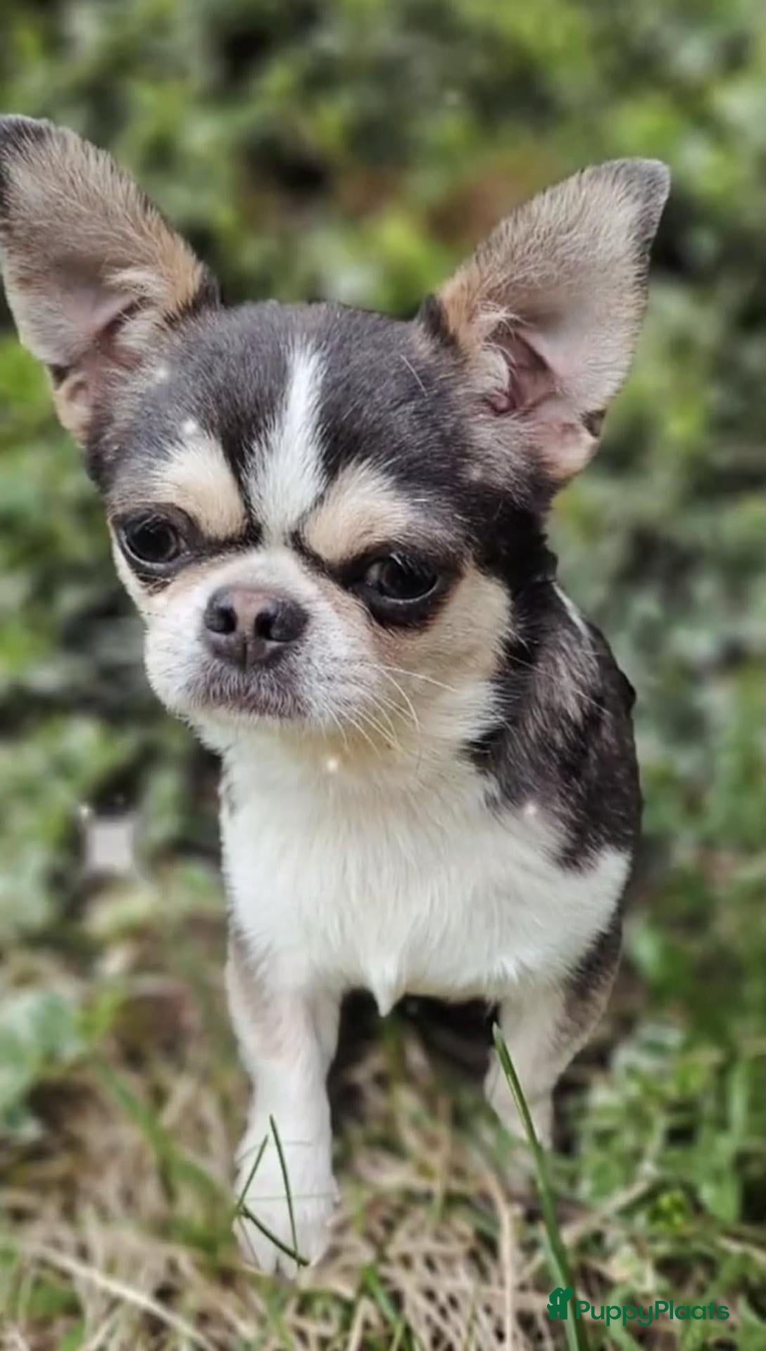 Chihuahua honden Blauw husky reu - Advertentie 2