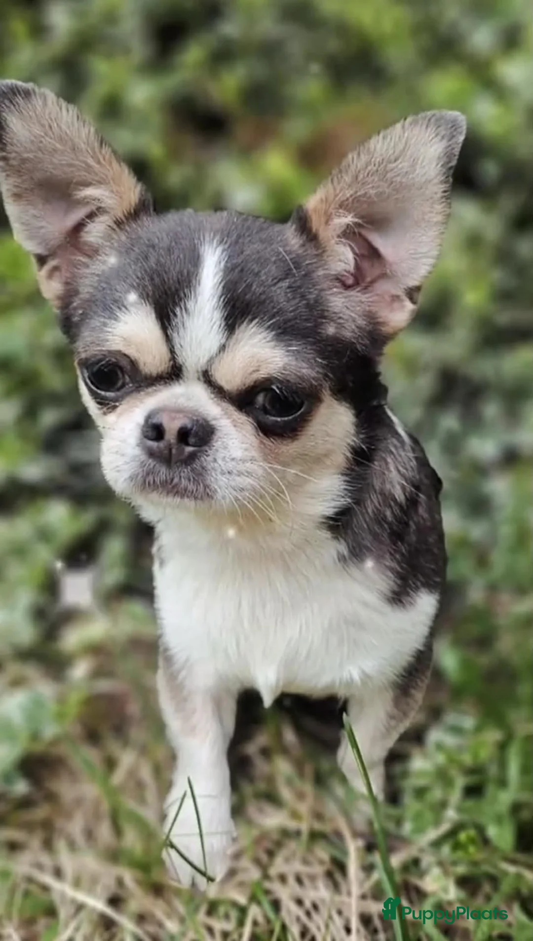 Chihuahua honden te koop: Blauw husky reu - Advertentie 1