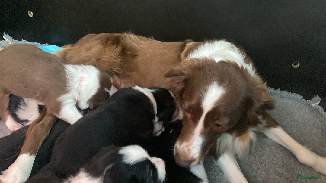 Border Collie honden te koop: Border Collie reutje zoekt liefdevol huisje - Advertentie 13