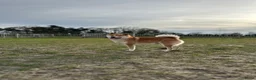 Shiba honden ter dekking: Dek reu Shiba Inu - Advertentie 14