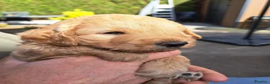 Bono