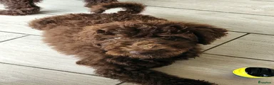 Labradoodle Puppy 2