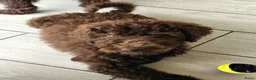 Labradoodle honden te koop: prachtige choco f4 multigen labradoodle pups - Advertentie 11