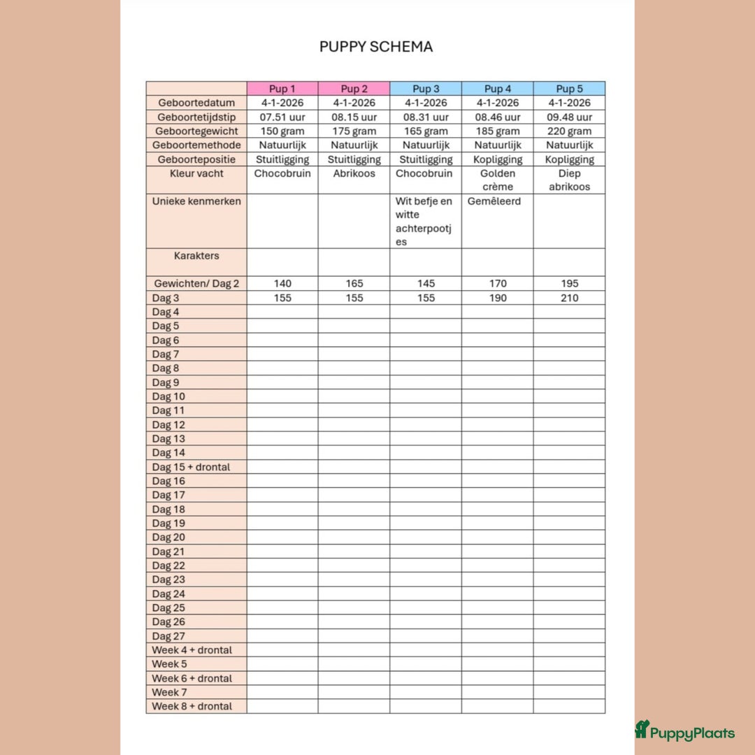 Poedel Toy honden te koop: Rasechte Toy Poedeltjes geboren in 2026! - Advertentie 8