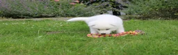 Akita honden te koop: Zeldzaam mooie Japanse akita inu pups - Advertentie 11
