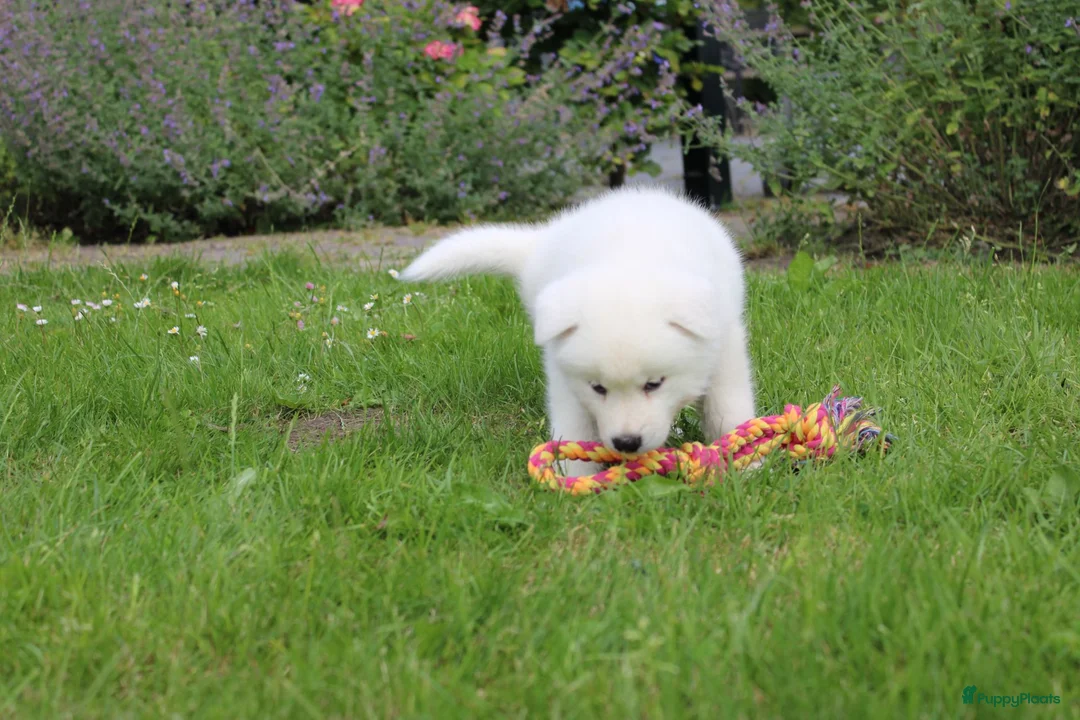 Akita honden te koop: Zeldzaam mooie Japanse akita inu pups - Advertentie 11