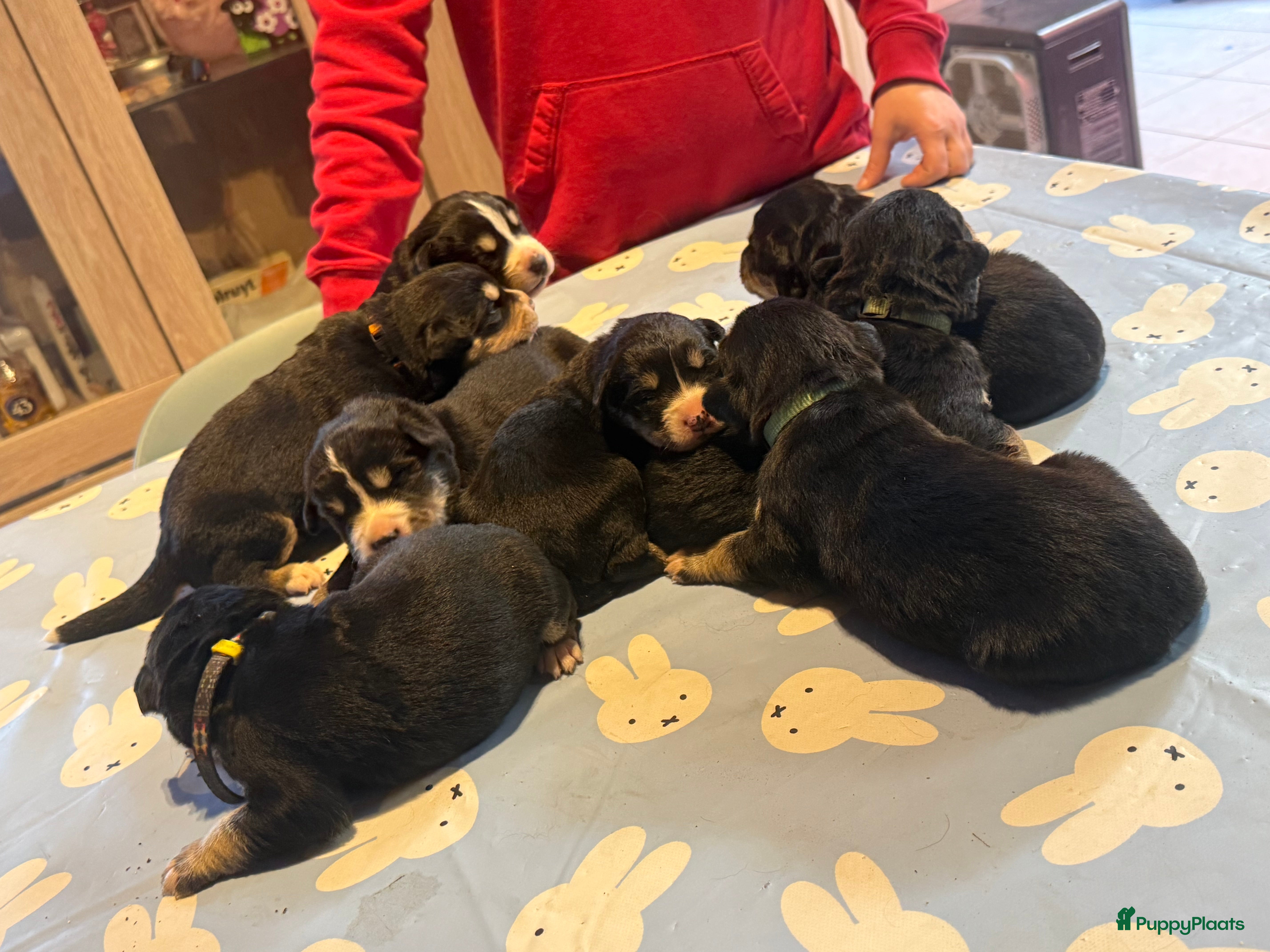 Kruising honden Pracht pups bernsky - Advertentie 1