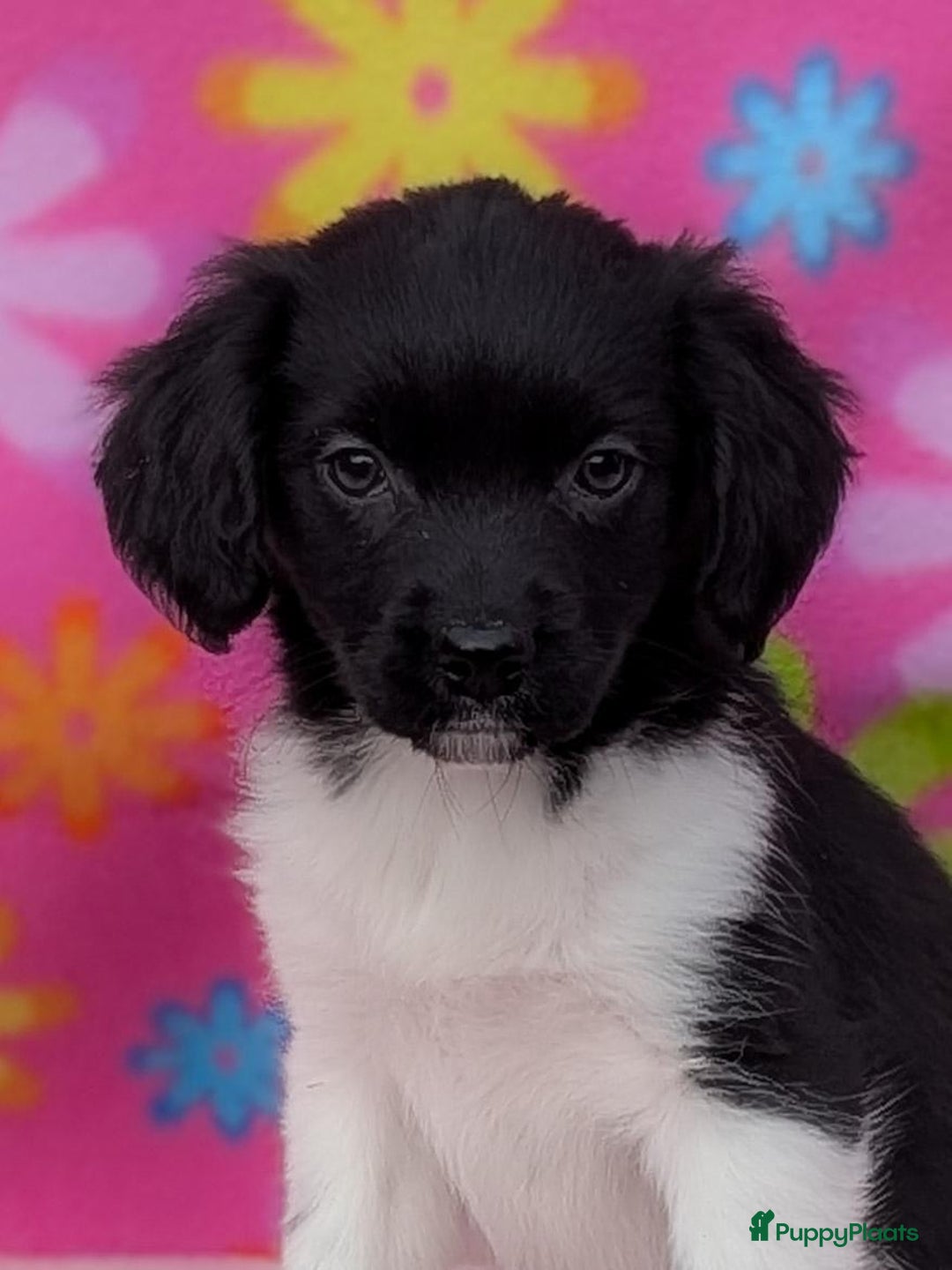Friese Stabij honden te koop: Prachtige friese stabij x border collie pups  - Advertentie 5