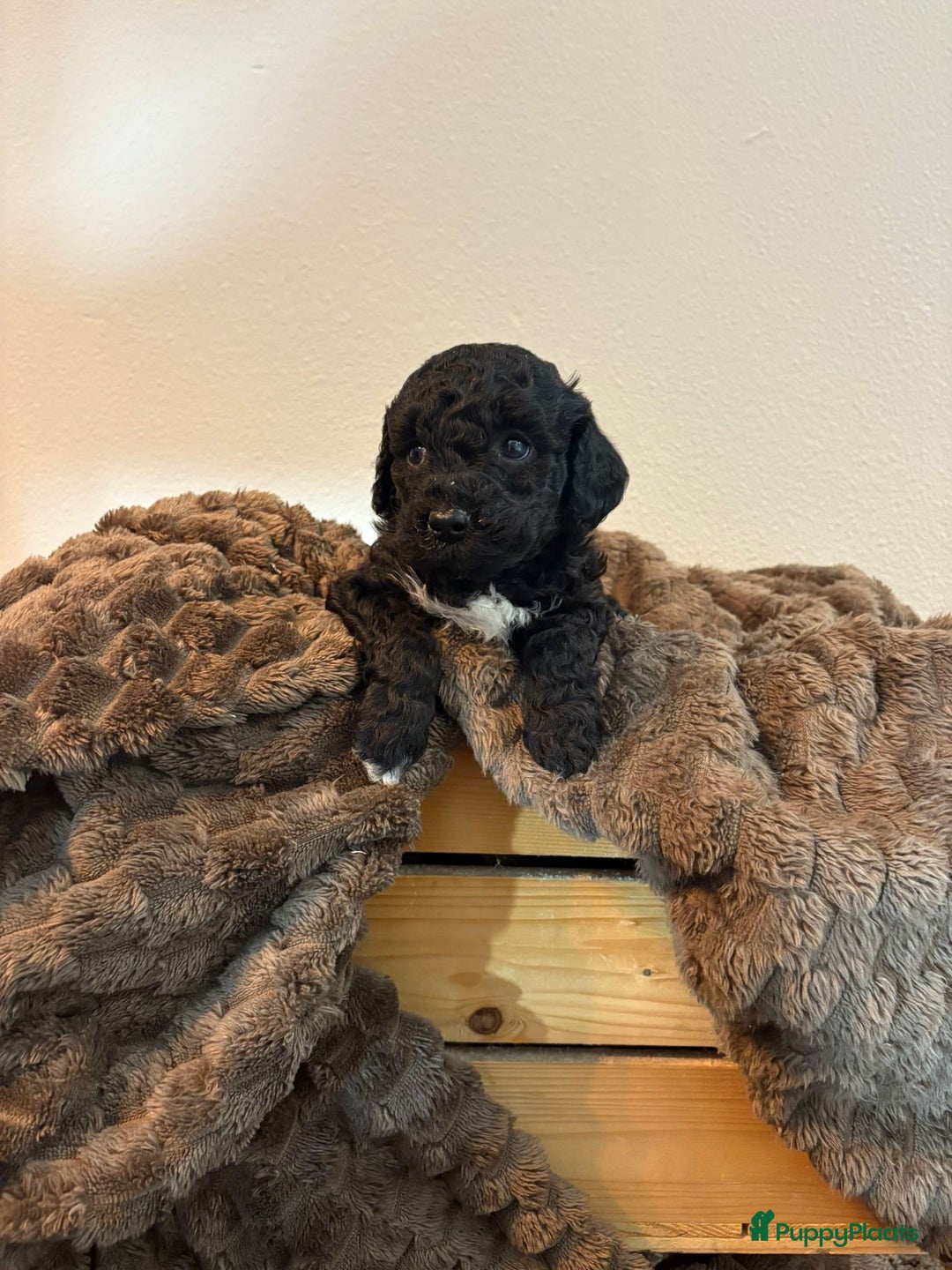 Maltipoo honden te koop: Maltipoo mini pup - Advertentie 4