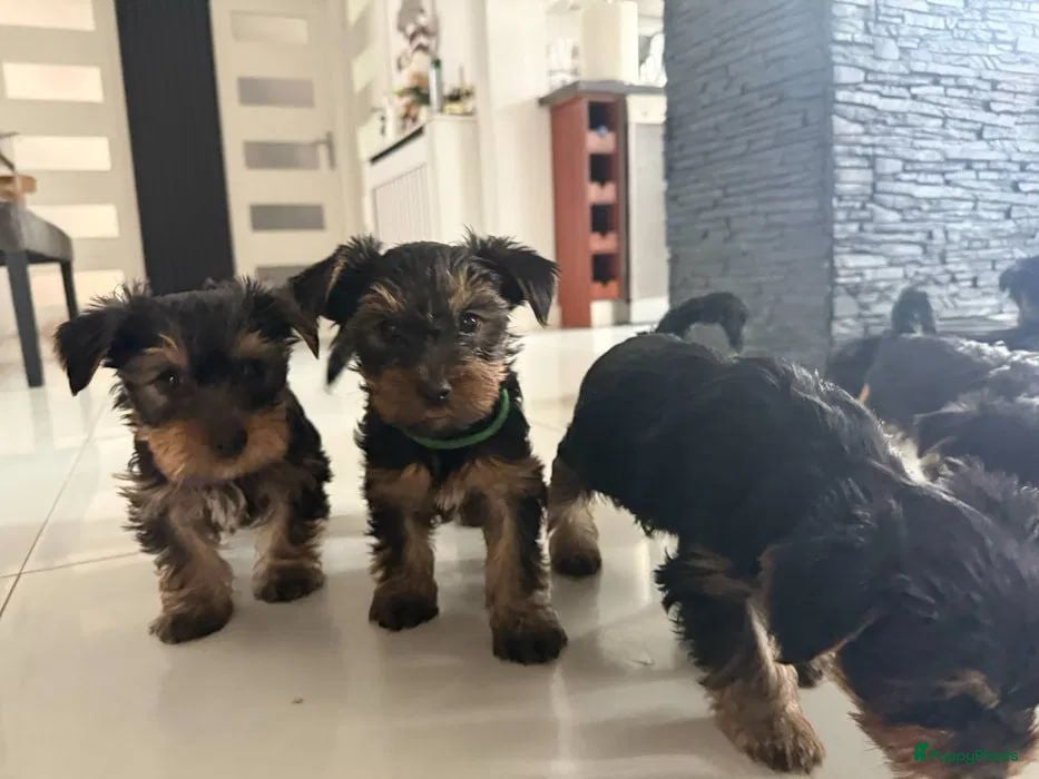 Yorkshire Terriër honden Yorkshire Terriër pupp - Advertentie 1